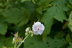 Geranium platyanthum