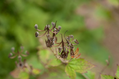 Geranium platyanthum
