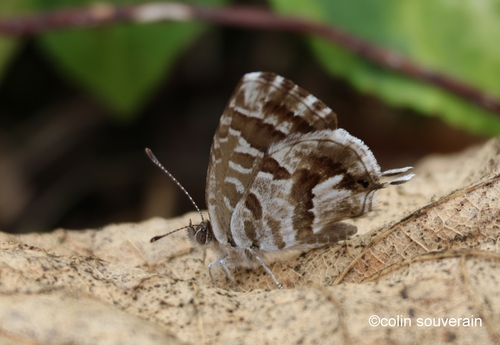 Cacyreus marshalli