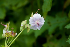 Geranium platyanthum