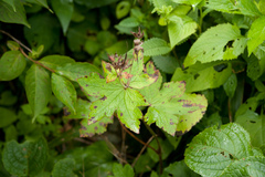 Geranium platyanthum