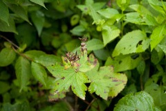 Geranium platyanthum