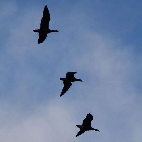 Cackling Goose (Branta hutchinsii), photo 4