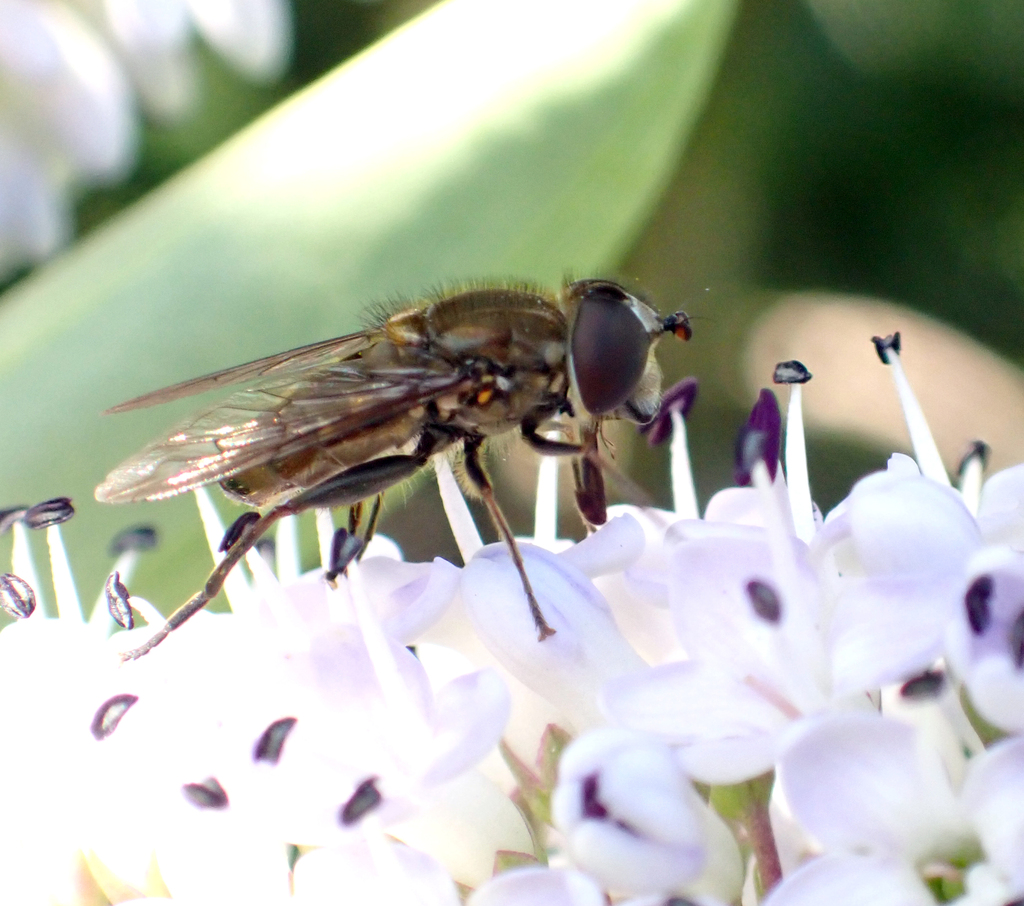 Helophilus chathamensis
