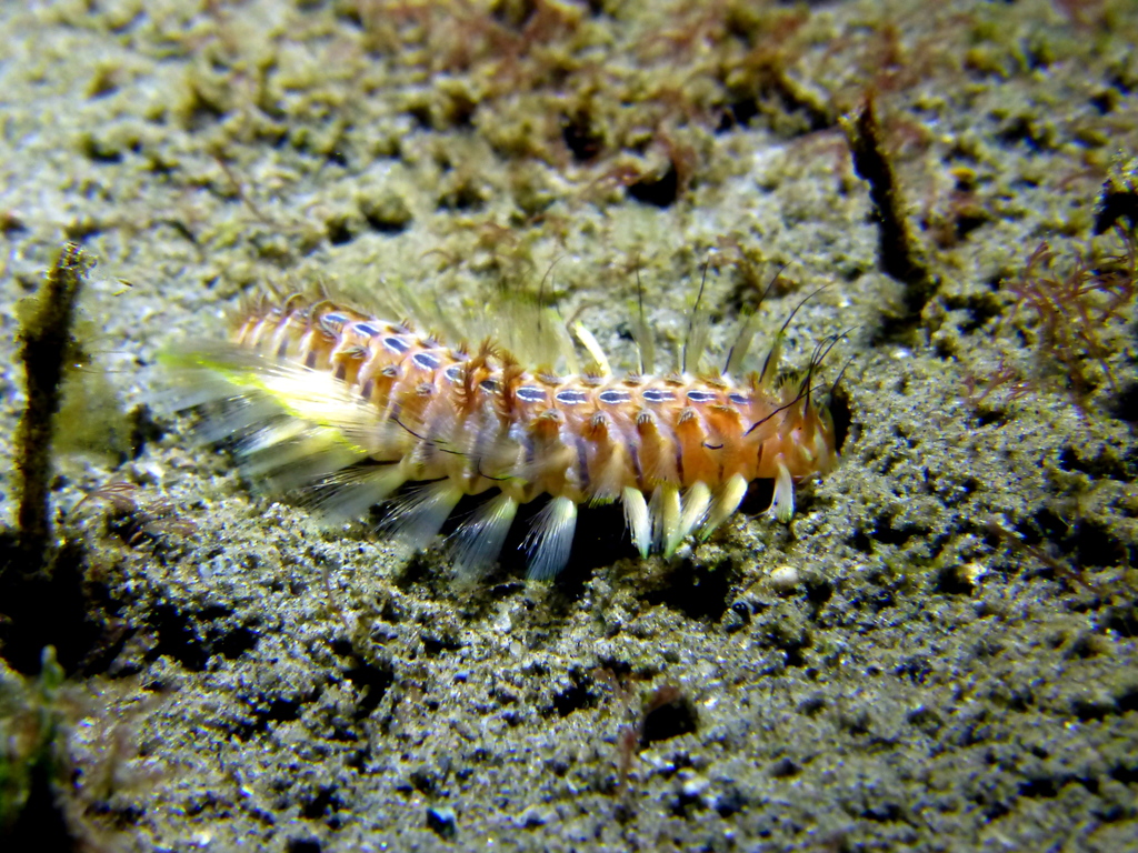 Chloeia amphora