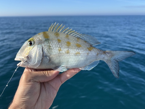 Grass porgy (Calamus arctifrons) — Sparidae — 3