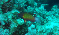 Bodianus diana