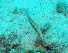 Coris caudimacula