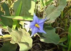 Solanum lycocarpum