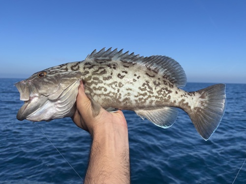 Charcoal belly (Mycteroperca microlepis) — Serranidae — 2