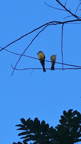 Tropical Kingbird