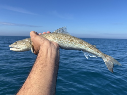 Inshore lizardfish (Synodus foetens) — Synodontidae — 3