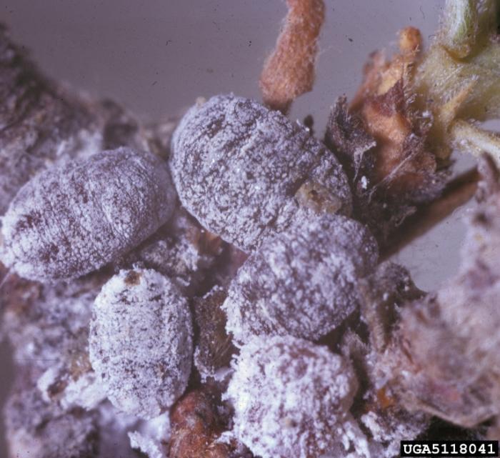 Anisococcus