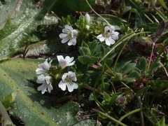 Euphrasia confusa