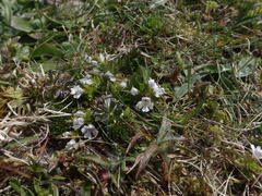 (c) Jamie O'Neill, some rights reserved (CC BY) Euphrasia confusa, photograph (c) Jamie O'Neill, some rights reserved (CC BY)