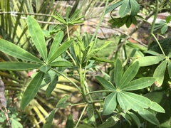 Lupinus mutabilis
