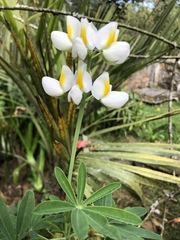 Lupinus mutabilis