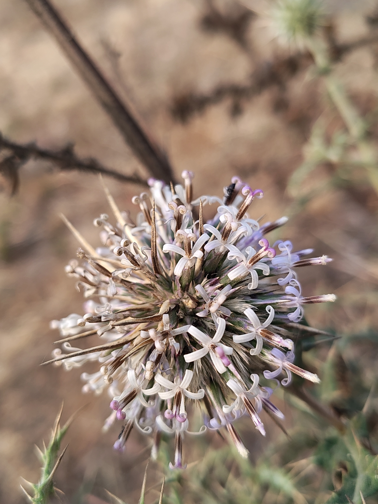 Globe thistle