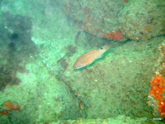 Ctenolabrus rupestris