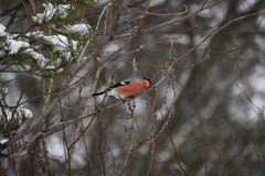 Pyrrhula pyrrhula