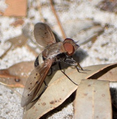 Ligyra punctipennis