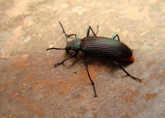 Coleoptera