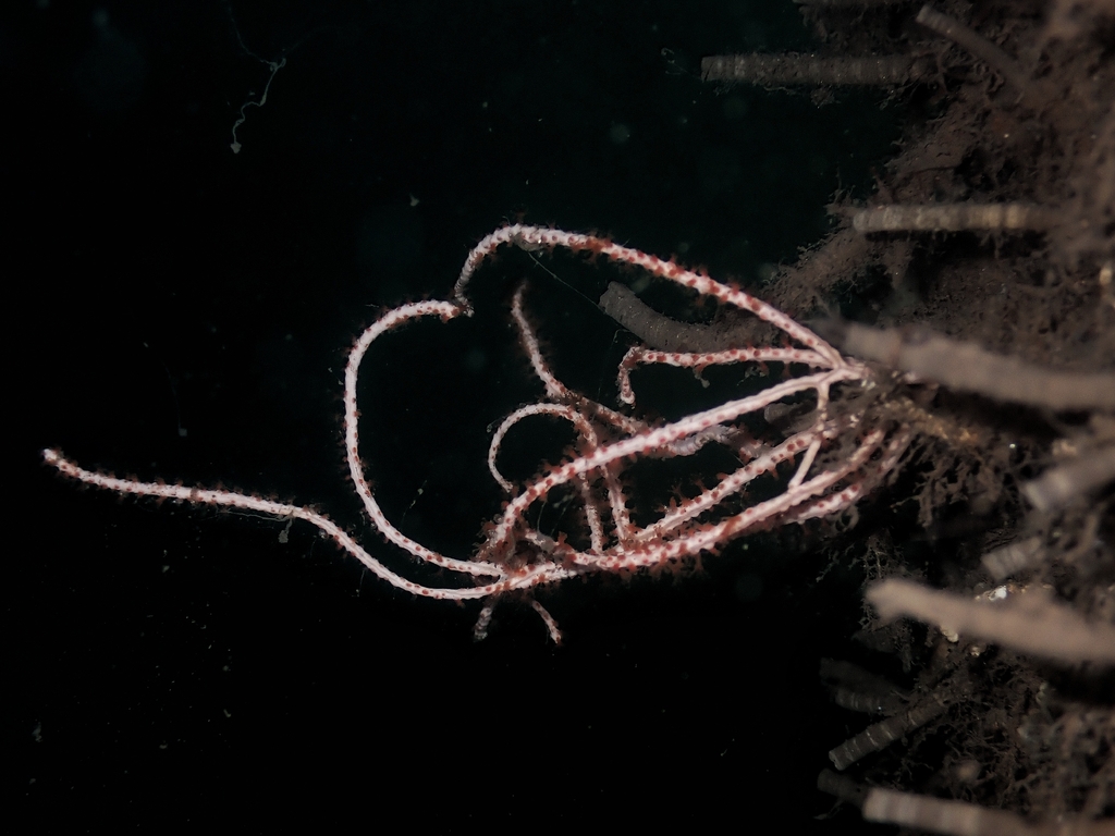 Leptogorgia laxa