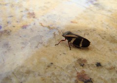 Deois flavopicta