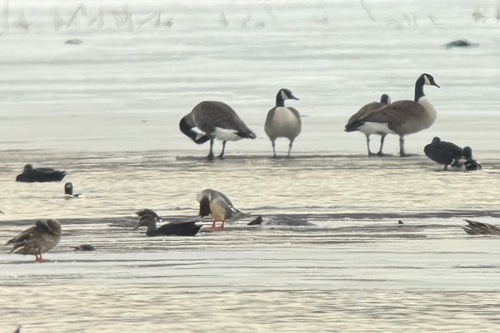 American Black Duck (Anas rubripes), photo 6
