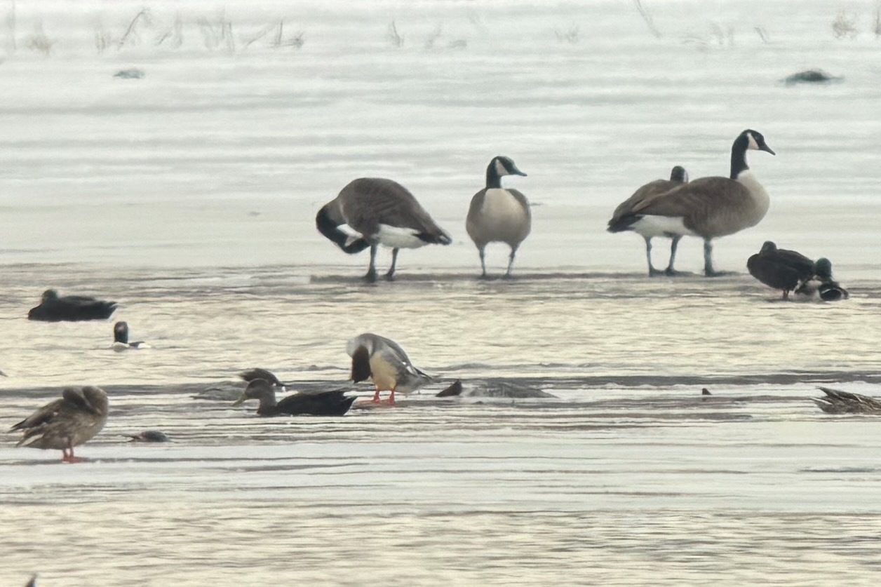 American Black Duck (Anas rubripes), photo 6