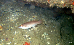 Ctenolabrus rupestris