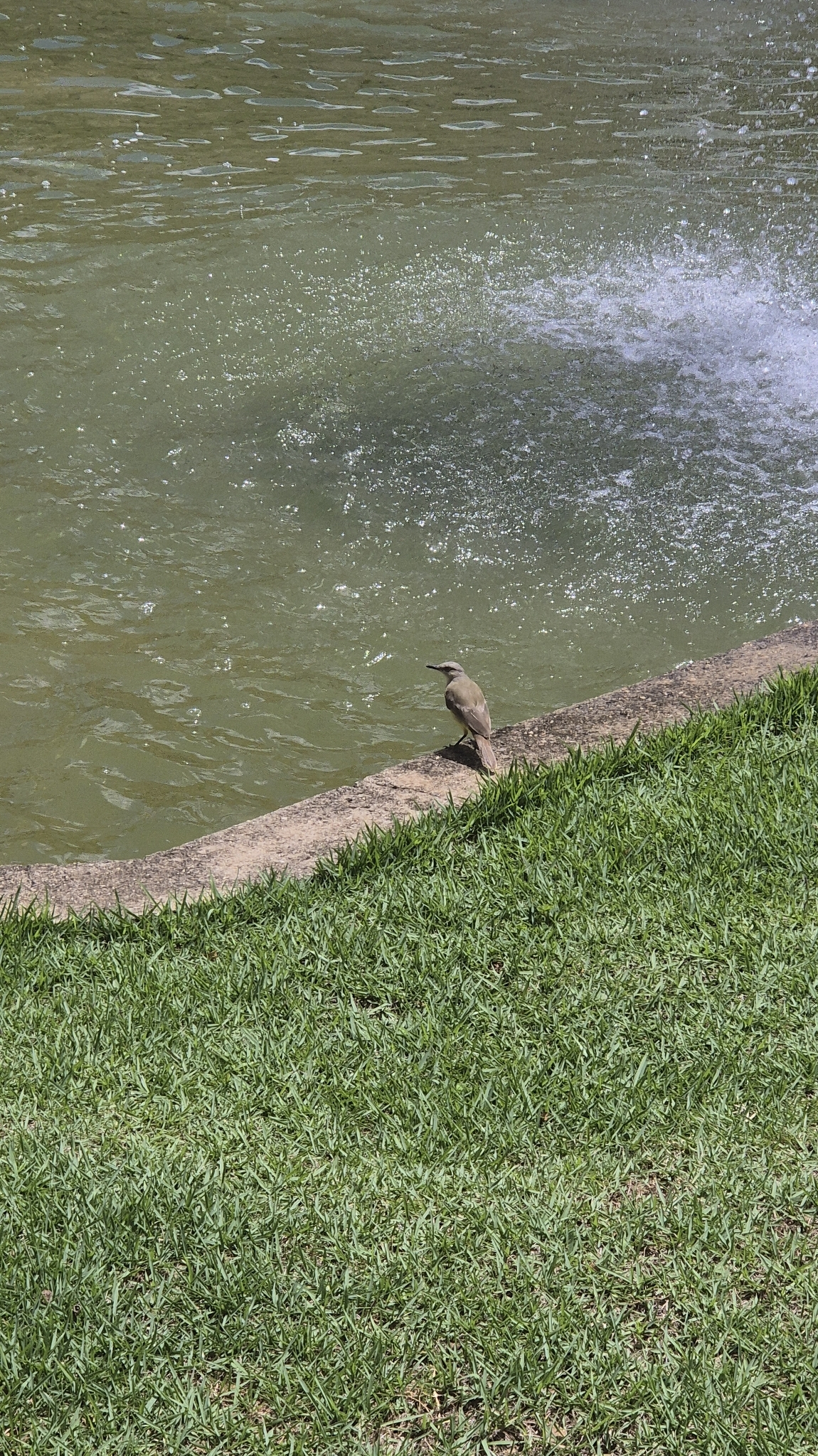 Cattle Tyrant (Machetornis rixosa), photo 6