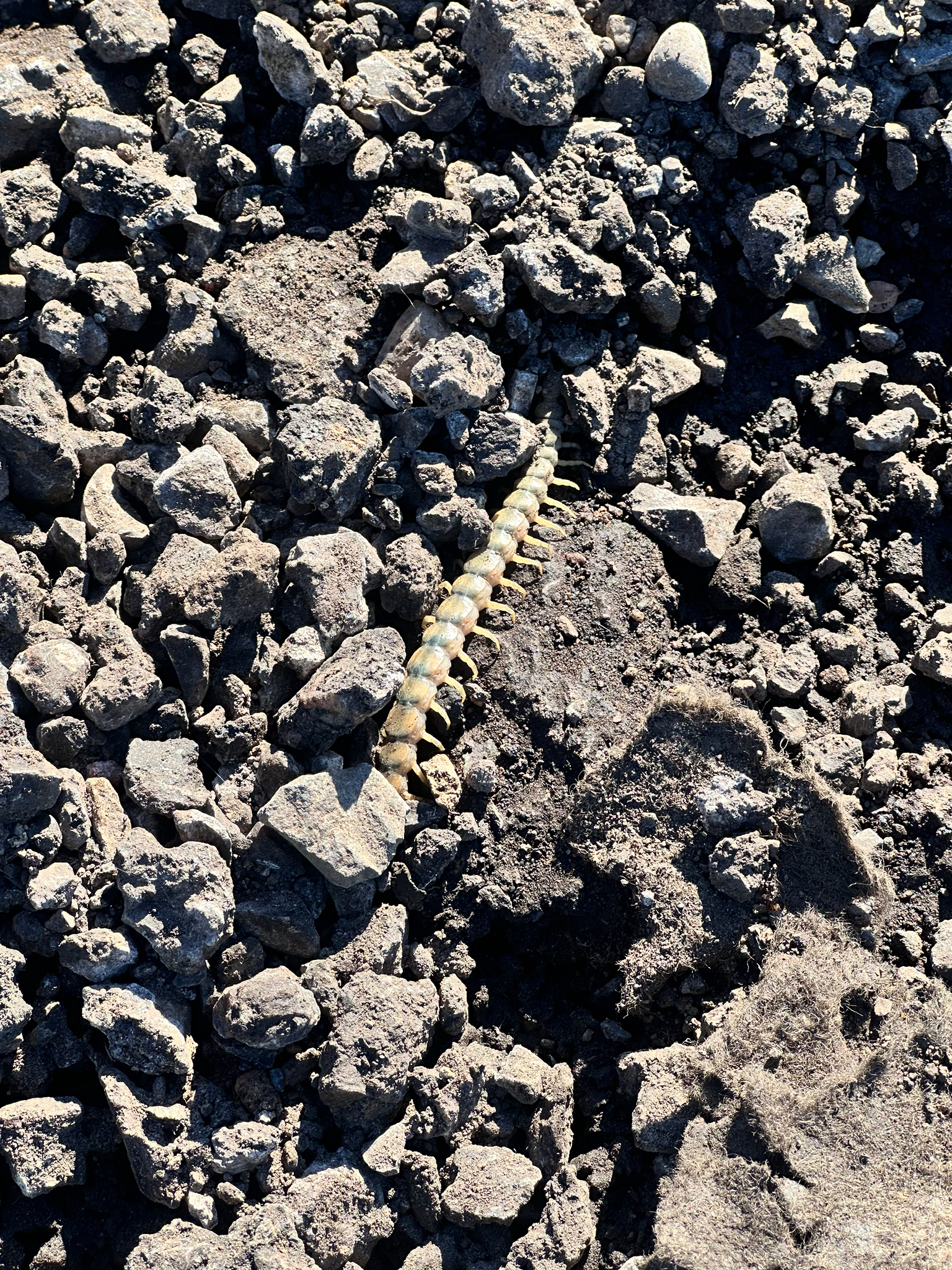 Scolopendra polymorpha Wood, 1861