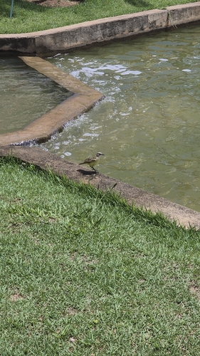 Cattle Tyrant (Machetornis rixosa), photo 7