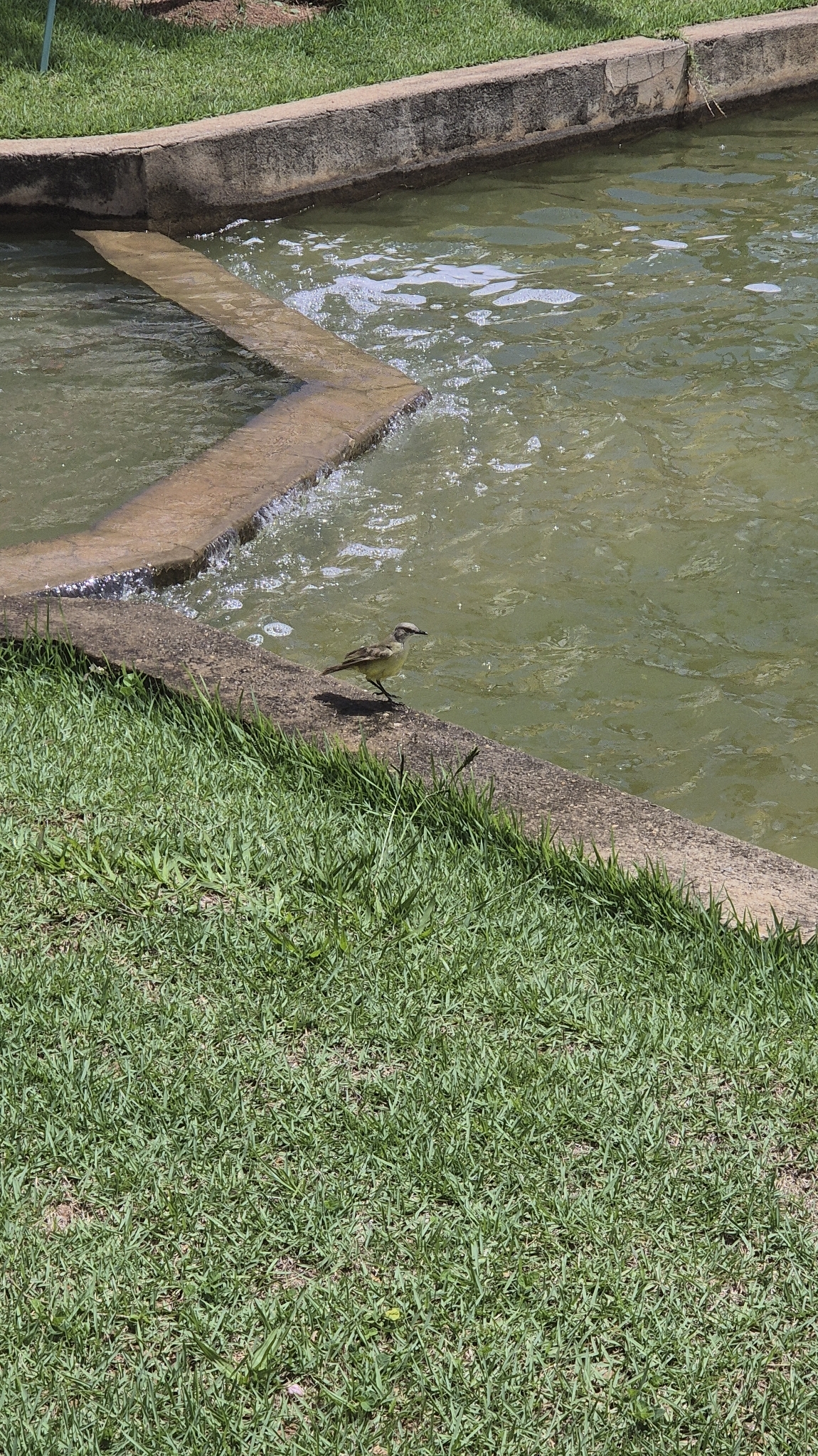Cattle Tyrant (Machetornis rixosa), photo 7