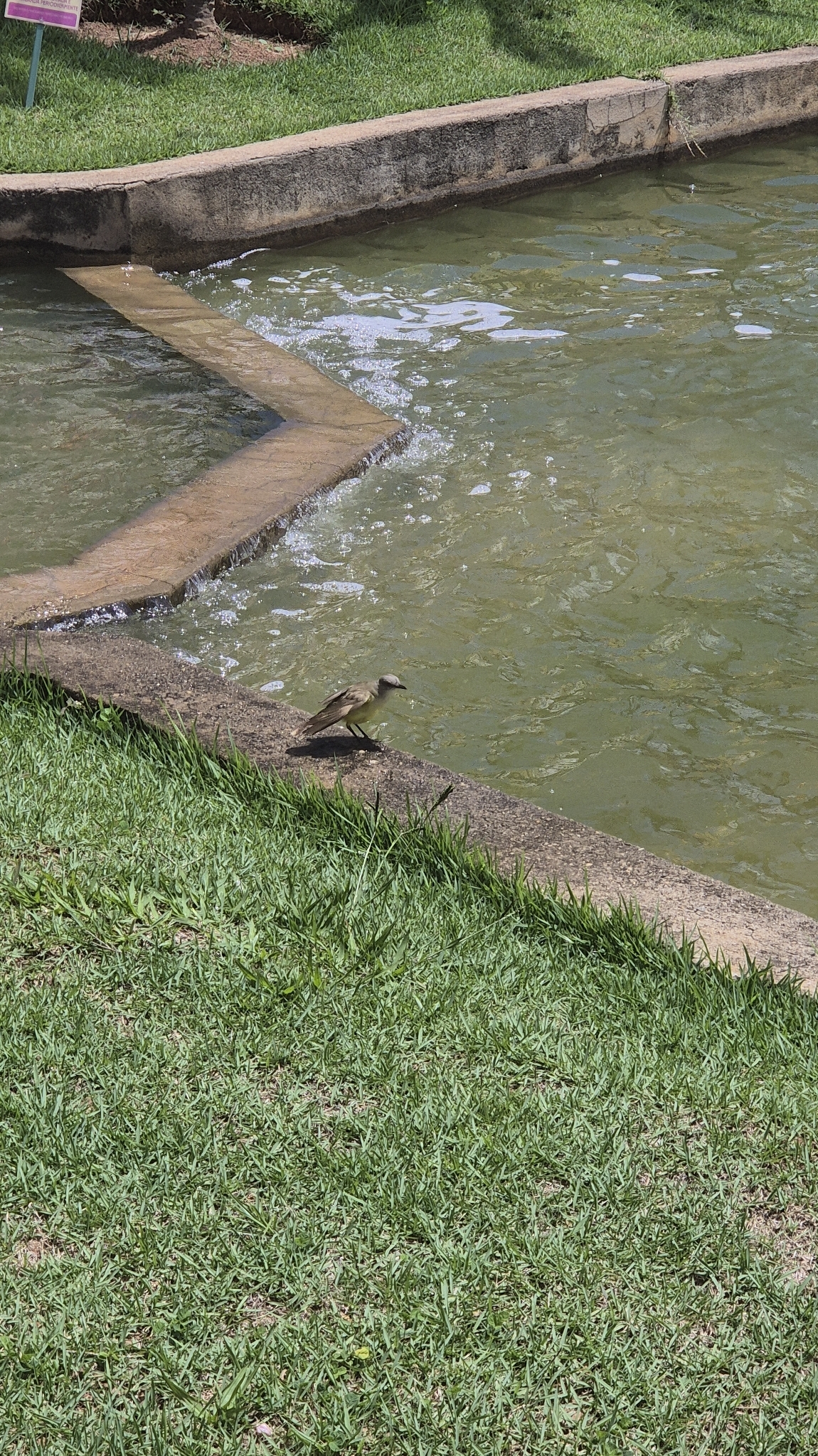 Cattle Tyrant (Machetornis rixosa), photo 8