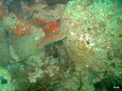 Ctenolabrus rupestris