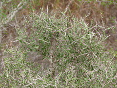 Castela erecta texana