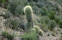 Trichocereus bertramianus