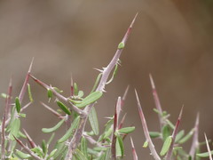Castela erecta texana