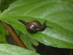 Helicarion permolle