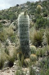 Trichocereus bertramianus