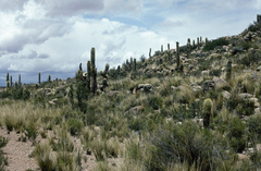 Trichocereus bertramianus