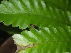 Bischoffitilla