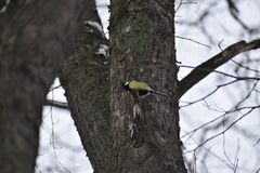 Parus major
