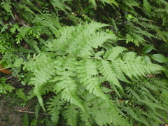 Deparia boryana