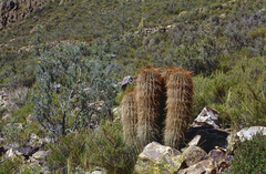 Trichocereus bertramianus