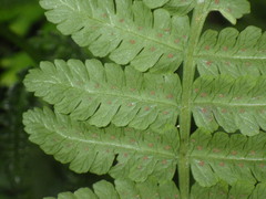 Deparia boryana
