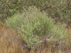 Schaefferia cuneifolia