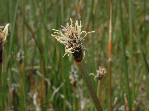 Creeping Spikerush (Eleocharis uniglumis)